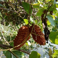 Mucuna atropurpurea (Roxb.) DC. ex Wight